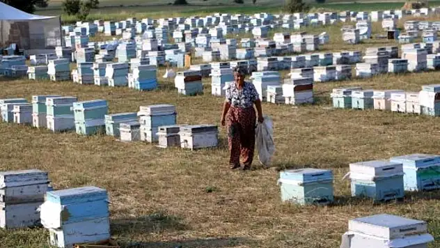 MUĞLALI ARZU ALDEMİR 27 YILDIR DAĞLARDA GEZGİN ARICILIK YAPIYOR