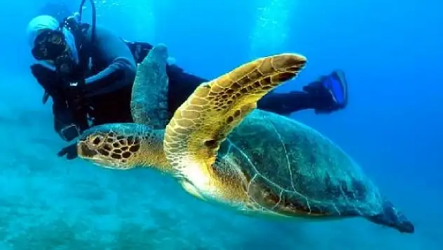DALYAN'DA BİR GRUP DALGIÇ ÖLÜ CARETTA CARETTA GÖRÜNTÜLEDİ
