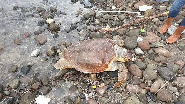 BODRUM'DA ÖLÜ CARETTA CARETTA SAHİLE VURDU