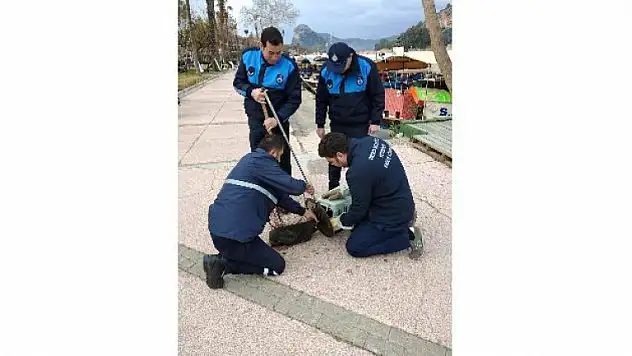 Dalyan Kanalı'na Düşen Yaralı Kedi Kurtarıldı