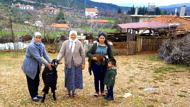 Büyükşehir'in Kıl Keçisi Projesinde İlk Yavrular Dünyaya Geldi!