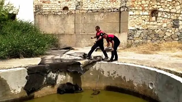 Yüzme Havuzuna Düşen Anne Domuz ve Yavrularını Kurtarıldı