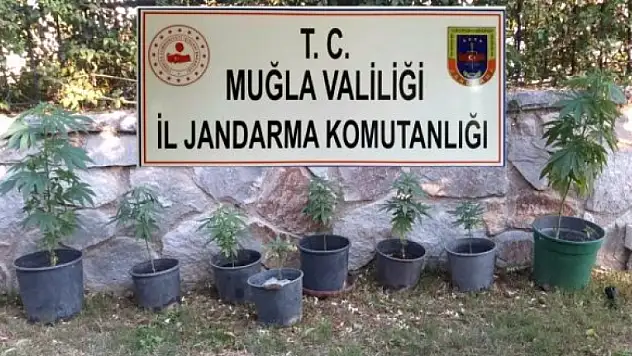 Muğla'da Yapılan Operasyonda Esrar ve Kenevir Ele Geçirildi