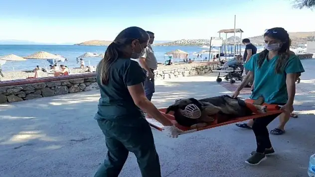 Yahşi Sahili'nin Maskotu 'Plaj' için Vatandaşlar Seferber Oldu