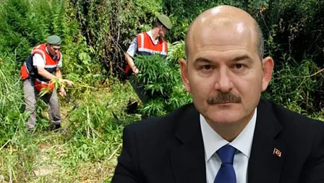 Son 15 Günde 32 Milyon Kök Kenevir ve 3,7 Ton Esrar Ele Geçirdi!