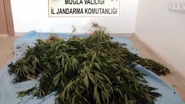 Menteşe'de Esrar Hasadı Yaparken Yakalandılar