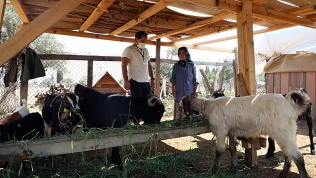 Muğla'da Kıl Keçisi Üreticisinin Yüzü Gülüyor