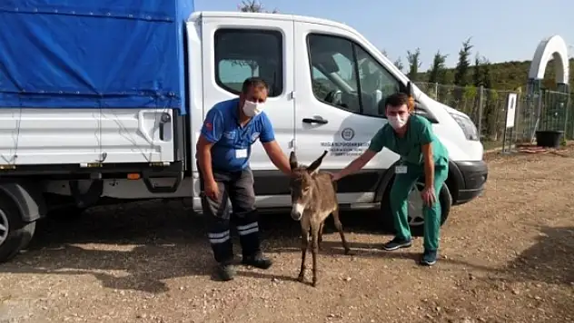 Muğla'da Tedavisi Tamamlanan 3 Eşek Bursa'ya Gönderildi