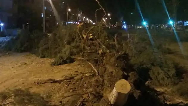 Yatağan'da Yol Yapımı Nedeniyle Kesilen Ağaçlar Tepkiye Neden Oldu