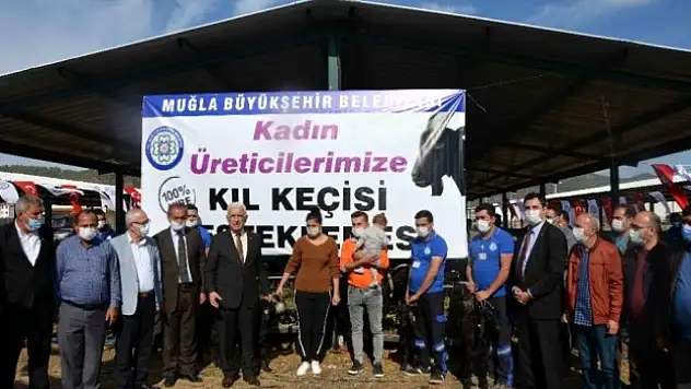 Muğla Büyükşehir Belediyesi Ortaca'da Kıl Keçisi Dağıttı