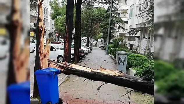 Menteşe'de Fırtına Ağaç Devirdi