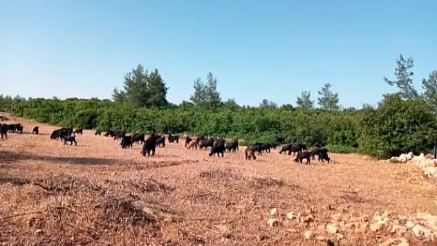 Milas'ta Hırsızlar Çobanın Keçileri İle Birlikte Hayallerini de Çaldılar