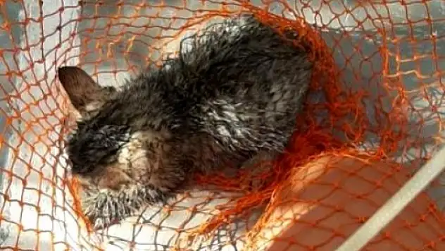 Bodrum'da Su Kuyusuna Düşen Yavru Kedi Kurtarıldı