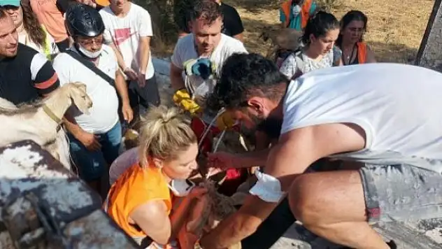 Marmaris'te Çok Sayıda Keçi Yangından Kurtarıldı