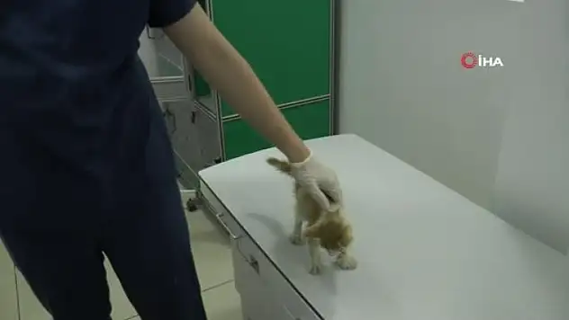 Muğla'daki Yangınlarda Yaralanan Kedi Eskişehir'de Tedavi Altında