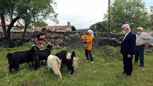Muğla Büyükşehir Kıl Keçisi Dağıtımını Sürdürüyor