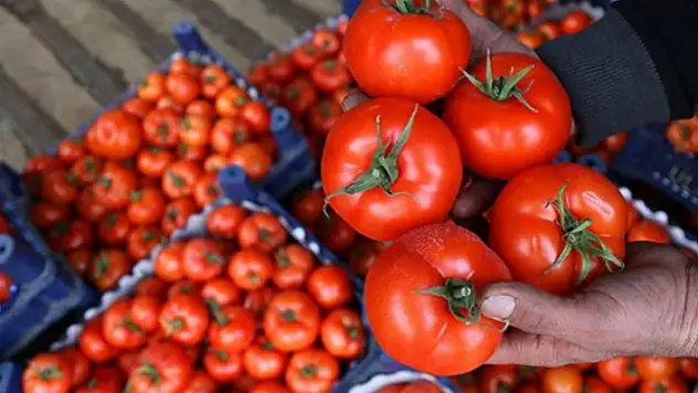 Rusya, Türkiye Domateslerinde Virüs Gördü