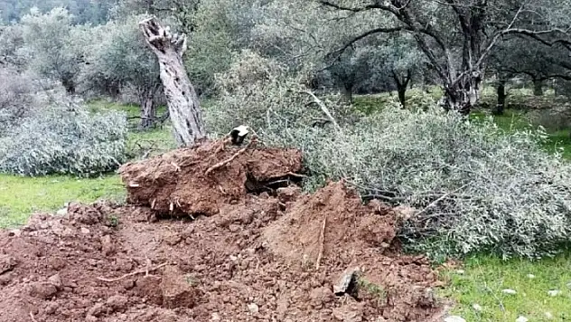 Milaslılar 17 Nisan'da 'Zeytin Hayattır Dokunma' Mitingi Düzenleyecek