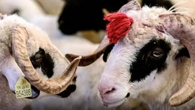 TZOB Başkanı Şemsi Bayraktar, Kurban Fiyatlarını Paylaştı
