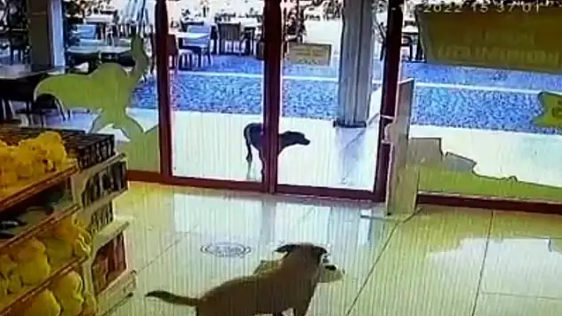 Bodrum'da Üç Köpek Mağazadan Oyuncak Köpek Çaldı