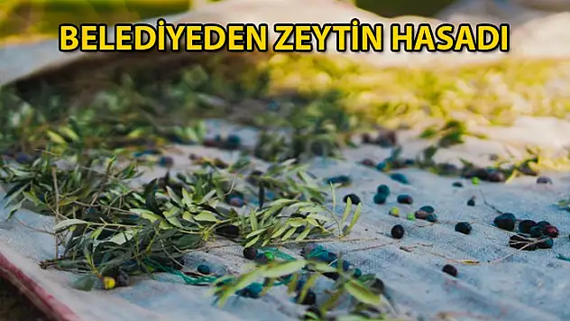 Milas Belediyesi Kendi Zeytinlerini Hasat Etmeye Başladı