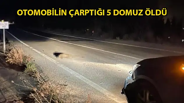 Yatağan'da Otomobil Domuz Sürüsüne Çarptı