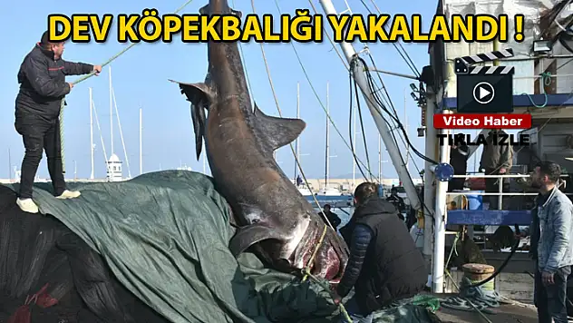 Ege Denizi'nde 10 Metrelik Köpekbalığı Yakalandı