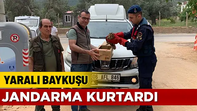 BODRUM YALIKAVAK'TA YARALI BULUNAN BAYKUŞ TEDAVİ ALTINA ALINDI