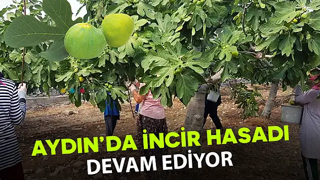 AYDIN'DA TAZE İNCİR HASADI: İHRACAT VE PAZAR FİYATLARI ARASINDAKİ FARK BELİRGİNLEŞİYOR