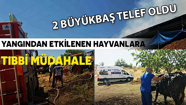 YANGINDAN ETKİLENEN HAYVANLARA TIBBİ MÜDAHALE YAPILDI