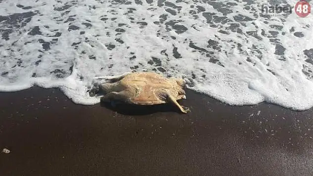 Datça Sahilinde 2'si Ölü, 3 Caretta Caretta Bulundu