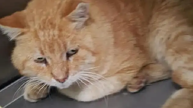 BODRUMDA HAVALI TÜFEKLE VURULAN KEDİNİN VÜCUDUNDAN 3 SAÇMA ÇIKTI