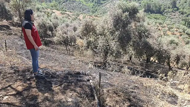 Menteşe'deki yangına yönelik hasar tespiti yapıldı! Üreticilerin zararları karşılanacak