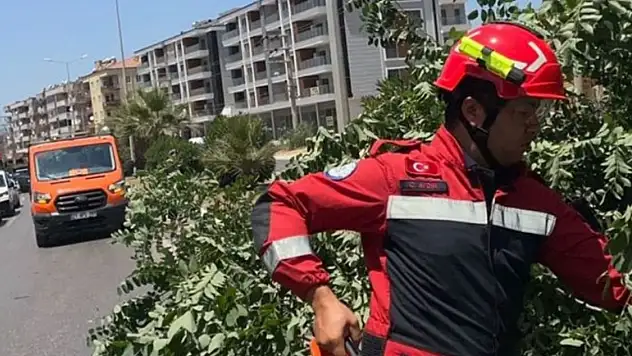 Milas'ta bir ağaç refüje devrildi! Trafik aksadı