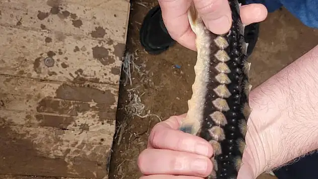 Milas'ta Mersin balığı üretimi başladı