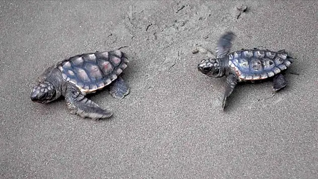 Ortaca'daki İztuzu Sahili'nde caretta caretta heyecanı! 350 yavru denize ulaştı