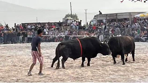 BOĞA GÜREŞLERİ FESTİVALİ: BURASI İSPANYA DEĞİL MUĞLA