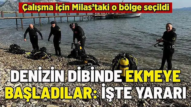 MİLAS'TA DENİZİN DİBİNE ONU EKİYORLAR: İŞTE YARARI