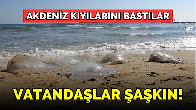 AKDENİZ KIYILARINI BASTILAR VATANDAŞLAR ŞAŞKIN!