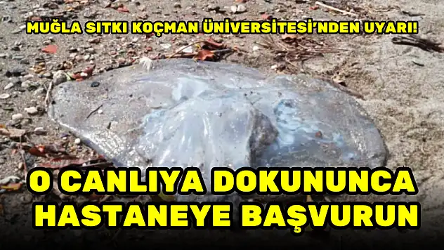 MUĞLA SITKI KOÇMAN ÜNİVERSİTESİ'NDEN UYARI! O CANLIYA DOKUNUNCA HASTANEYE GİDİN