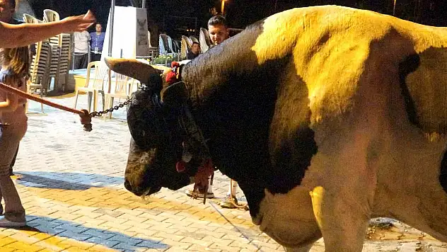 MUĞLA'DA BOĞALAR GÜREŞ İÇİN HAZIR! GÖRÜCÜYE ÇIKTILAR!