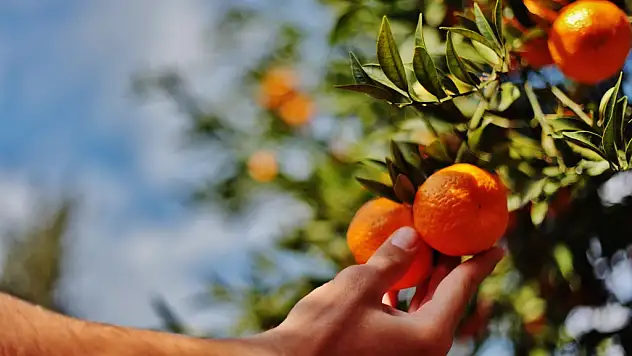 Bodrum mandalinası pazara gelene kadar fiyatı 5'e katlanıyor
