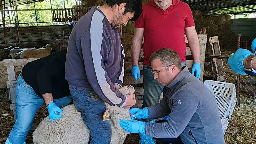 Muğla'da akabane hastalığına karşı önlemler alındı